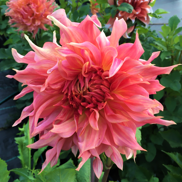 Dahlia Penhill Water Melon